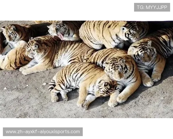 足球赛前食谱制定是否决定球员场上爆发力与精神持续时间